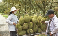 Cả tỉnh Tây Ninh có 3.000ha trồng "cây tiền tỷ" mà xã này chiếm tới 1.500ha, vườn ra toàn trái to bự thế này đây