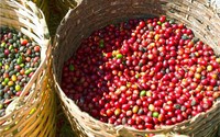 Sản lượng vụ thu hoạch 2024/25 của Việt Nam sụt giảm, giá cà phê được tiếp thêm lực tăng