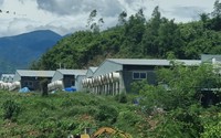 Một trại heo xây trái phép trên đất rừng ở Khánh Hòa bị xử phạt hành chính trên 170 triệu đồng