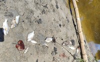 Thừa Thiên Huế rà soát các cơ sở sản xuất, kinh doanh trong khu vực xảy ra cá sông chết bất thường