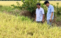 Một hợp tác xã ở Hậu Giang, trồng lúa kiểu mới thu lãi 36 triệu đồng/ha, lần đầu tiên còn bán được cả... báo cáo