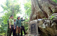 Khu rừng ở Tuyên Quang có 2 cây cổ thụ 1.000 năm tuổi như báu vật, sễnh ra là dân lo bị chặt trộm