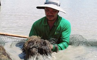 Vô một xã ở Cà Mau thấy dân quây lưới, cứ ngỡ bắt cá to bự, hóa ra đi "bắt" loài rau bổ dưỡng này
