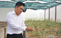 Ở Bình Định vừa trồng thành công hành tím bằng hạt, củ hành to gấp đôi so với trồng bằng củ