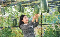 Vườn dưa hấu hắc mỹ nhân ở Hà Tĩnh trồng kiểu gì mà đẹp phát hờn, người ta đang vào xem?