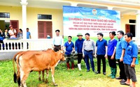 Trung ương Hội NDVN hỗ trợ 120 con bò sinh sản cho nông dân huyện Chiêm Hóa, tỉnh Tuyên Quang
