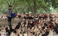Thả gà đặc sản dưới tán đồi rừng, tránh được dịch bệnh, lão nông Hà Nội "bỏ túi" chục triệu đồng mỗi tháng