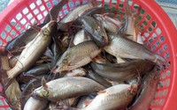 Cá đặc sản này nuôi thành công trong ruộng ở Kiên Giang, bắt cả tấn, bán 70.000 đồng/kg