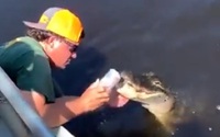 Video người đàn ông dụ cá sấu hoang dã mở lon bia khiến cộng đồng mạng dậy sóng