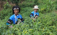Lào Cai: Đưa thương hiệu ớt bản địa Mường Khương vươn xa
