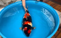 Một con cá Koi của 8x xứ Huế có body đẹp, mới 5 tuổi đã nặng trên 20kg được định giá trên 1 tỷ đồng