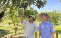 Trồng bưởi da xanh ra trái quanh năm, anh nông dân được Chủ tịch UBND tỉnh Bình Định tặng bằng khen