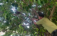 Đi hóng mát, hoảng hốt phát hiện con động vật hoang dã nằm vắt vẻo trên cây giữa trung tâm TP Đà Nẵng