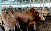 Thịt bò nuôi tại một HTX ở Hà Giang luôn có giá bán cao hơn thị trường 100.000 đồng/kg nhờ bí quyết này