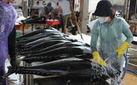 Bình Định "xẻ thịt" cá ngừ khổng lồ, chế biến bánh xèo "khủng" có đường kính 2m đãi khách miễn phí