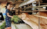 Nông dân một phường ở Bình Định nuôi "cỗ máy đùn thịt nạc", ai cũng khen con vật kinh tế