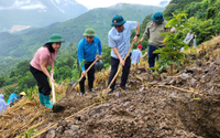 Lai Châu: Phát động trồng rừng năm 2024, chào mừng 95 năm Ngày thành lập Công đoàn Việt Nam