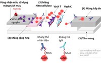 Sáng chế hữu ích điều trị ung thư của các nhà khoa học Việt