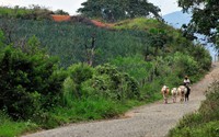 Những hệ lụy từ cây coca tại Colombia