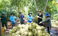 "Mỏ vàng sầu riêng", loại trái cây vua của Việt Nam: Đi bằng hai chân, ngành sầu riêng vững hơn (Bài 5)