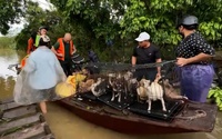 Người dân bãi giữa sông Hồng chạy lũ: Chó mèo theo lên thuyền, gà vịt để mái nhà