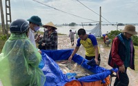 Dọc sông Đuống ở Bắc Ninh, dân rủ nhau ra bắt cá, có nhà bắt được cả tạ, toàn cá to