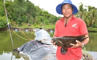 Vô một khu rừng ở Kiên Giang, bất ngờ thấy nông dân nuôi cá đặc sản to bự thế này, bán giá nhà giàu