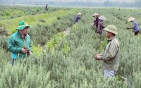 Chàng trai Thái Bình trồng loại cây thơm nấu tinh dầu bán ra nước ngoài là Nông dân Việt Nam xuất sắc 2024