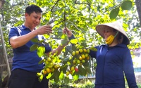 Loại quả ngon này đang chín, bán được giá, cả làng này ở Hà Tĩnh nhà nào cũng vui