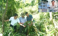 Làm rõ nguyên nhân thất bại việc liên kết trồng, tiêu thụ cây đảng sâm, cây khôi nhung ở Quảng Ngãi