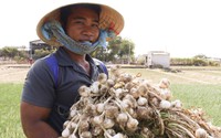 Công bố nhãn hiệu tập thể “Hương vị của nắng và gió Phan Rang” đối với tỏi Ninh Thuận