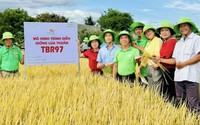 Giống lúa TBR97 của ThaiBinh Seed được thương lái săn lùng với giá cao, nông dân Khánh Hòa phấn khởi