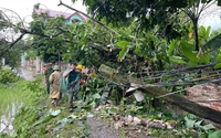 Thái Nguyên: Hơn 3.500 cây xanh gãy đổ, hàng trăm ha lúa, hoa màu bị ngập đổ, thiệt hại trên 5,4 tỷ đồng