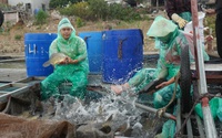 Tỷ phú Bắc Ninh nuôi cá đặc sản dày đặc trên sông Đuống, toàn con to bự, hễ bán là hết veo