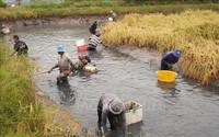 Nuôi tôm càng to bự trong ruộng lúa, dân Bạc Liêu bán tôm đắt hàng, bán lúa cũng giá tốt