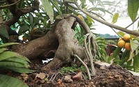 Loại cây ăn quả vừa lạ vừa quen, "bế" lên chậu thành cây bonsai hot, phát giá tới 5 tỷ/cây