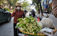 Chán đào quất, người Hà Nội săn lùng loài hoa có hương thơm quyến rũ giá gần nửa triệu đồng/kg về chơi sau Tết