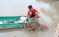 Để con vật nuôi chủ lực này "thêm khỏe, giảm mệt", nông dân một huyện ở Cà Mau đã làm điều này