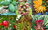 8 loại cây cho quả đem lại may mắn vào dịp Tết Mậu Tuất 2018