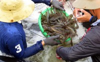 Phú Yên đầu tư lớn cho nông nghiệp công nghệ cao
