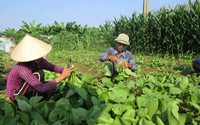 Được mua phân bón trả chậm, nhà nông “ăn ngon, ngủ yên”