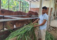 Chàng trai trẻ xứ Quảng “bỏ túi” hơn 200 triệu mỗi năm nhờ nuôi bò 3B nhốt chuồng
