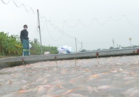 Hải Dương: Người nuôi cá lồng bè thấp thỏm lo mất tết