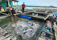 Hơn 1.000 tấn cá song ở Quảng Ninh cần hỗ trợ tiêu thụ dịp Tết Nguyên đán 2022