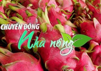 Chuyển động Nhà nông 23/01: Thanh long Việt Nam có mặt tại nhiều siêu thị, trung tâm thương mại ở Australia