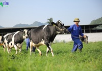 Mộc Châu Milk (MCM) lãi cả năm đạt 319 tỷ đồng, hoàn thành mục tiêu năm 2021