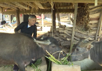 Chủ động phòng chống rét, đói cho gia súc trong mùa đông ở vùng cao Lai Châu