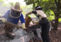 Làm giàu từ nghề nuôi ong lấy mật ở Sông Mã