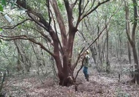 Lập “Hương ước 10 điều”, một làng cổ ở Quảng Trị giữ “xanh” cánh rừng trằm quý giá