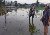 Hàng trăm hecta rau màu phục vụ Tết ở Ninh Thuận bị chìm trong biển nước